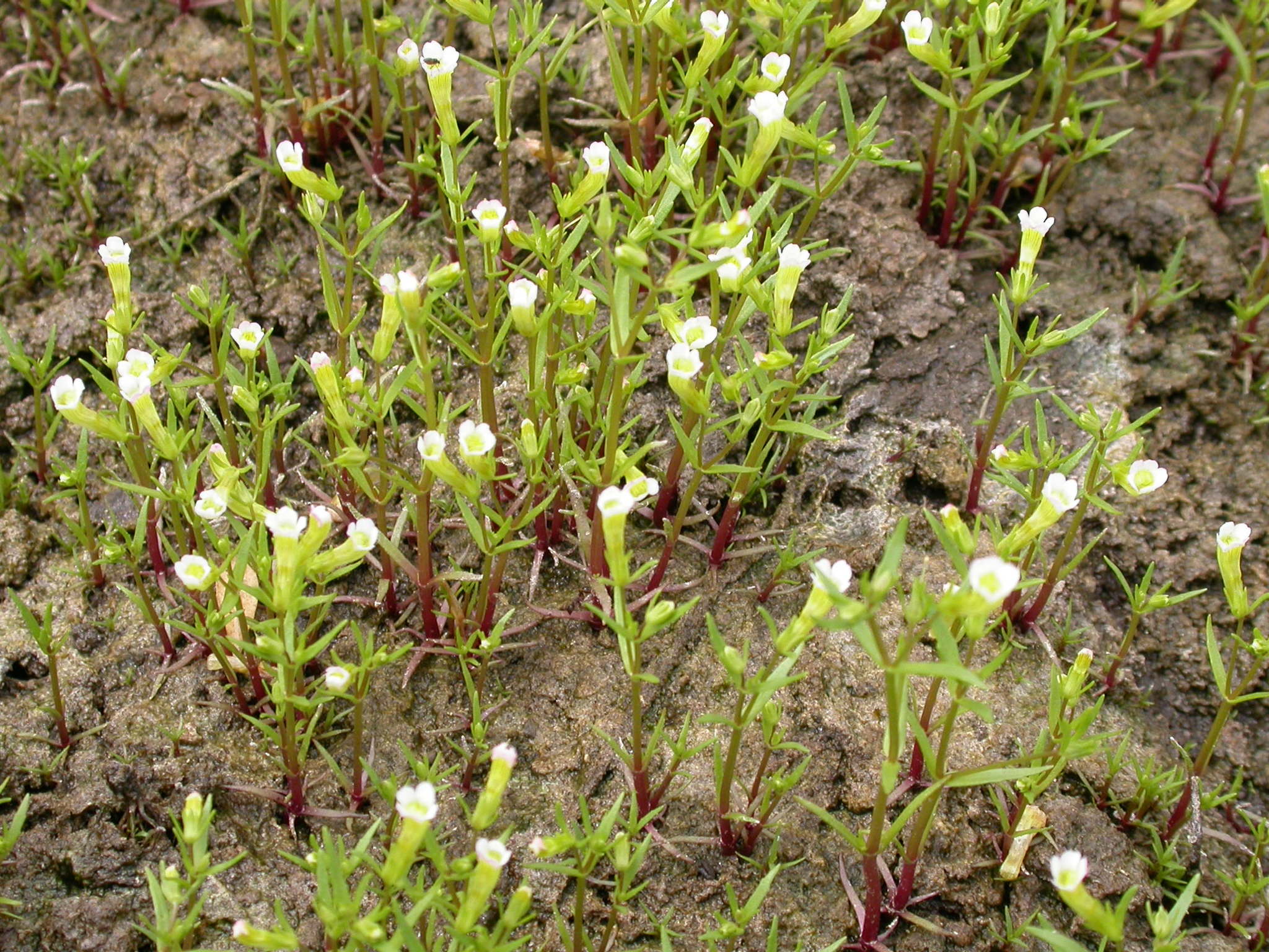 Gratiola quartermaniae