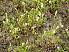 Gratiola quartermaniae