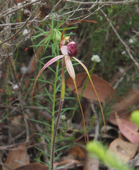 Caladenia heberleana