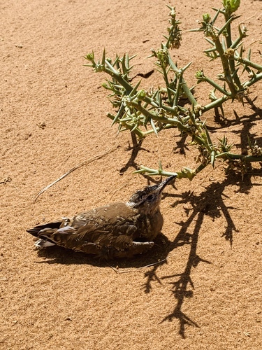 iNaturalist image