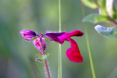 Salvia angustiarum