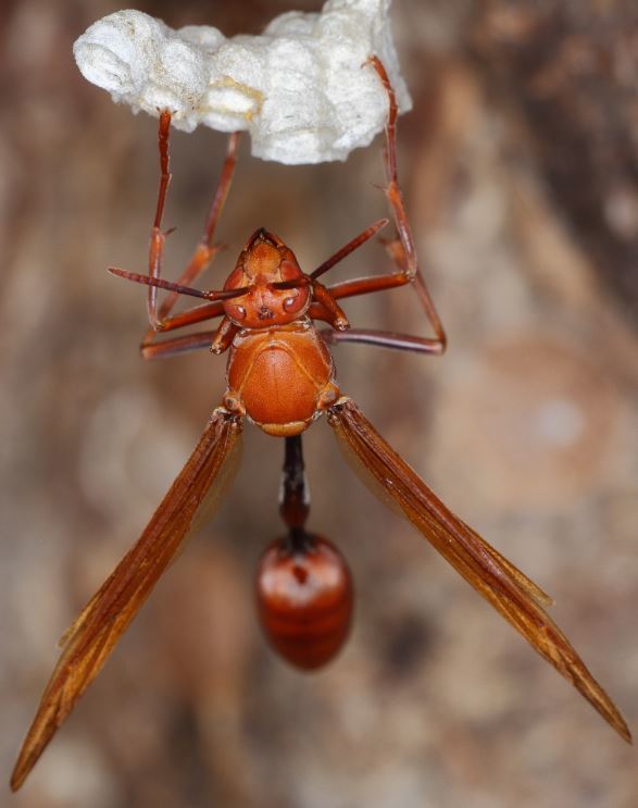 Belonogaster guerini