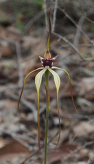 Caladenia heberleana