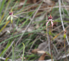 Caladenia heberleana