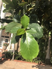 Artocarpus heterophyllus