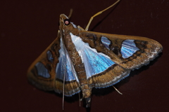 Glyphodes bivitralis