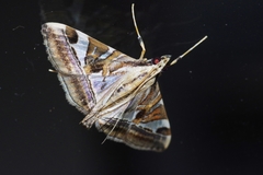 Agrioglypta fulguralis