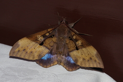 Ischyja manlia