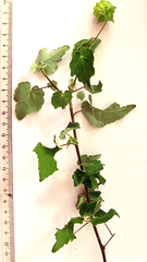 Abutilon sonneratianum