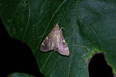Rehimena surusalis