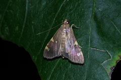 Rehimena surusalis