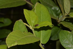 Poneridia semipullata