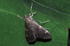 Rehimena surusalis
