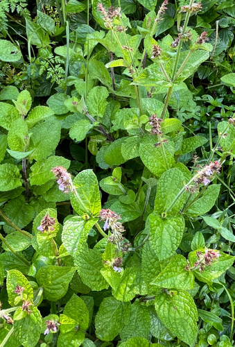 Salvia nilotica (Salvia nilotica)