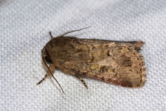 Spodoptera pecten