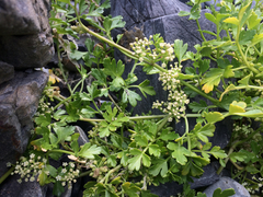 Apium prostratum filiforme