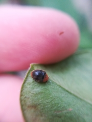 Scymnus ferrugatus