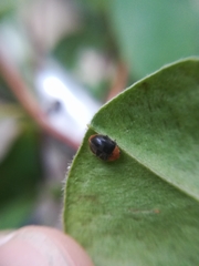 Scymnus ferrugatus
