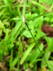 Rhynchospora radicans