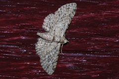 Glaucoclystis azumai