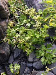 Apium prostratum filiforme