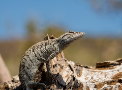 Polychrus acutirostris
