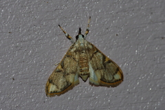 Cirrhochrista kosemponialis