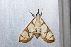 Cirrhochrista kosemponialis