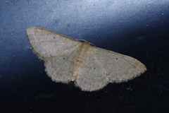Idaea sakuraii