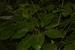 Heptapleurum actinophyllum
