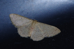 Idaea sakuraii