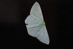 Thalassodes intaminata