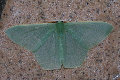 Thalassodes intaminata