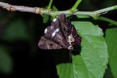 Ercheia dubia
