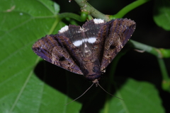 Ercheia dubia