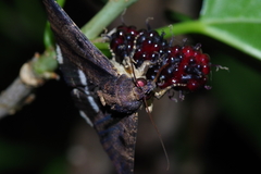 Ercheia dubia