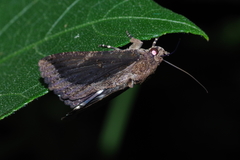 Ercheia dubia