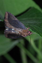 Ercheia dubia