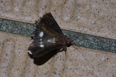 Ercheia dubia