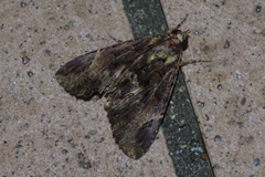 Ercheia dubia
