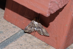 Ercheia dubia