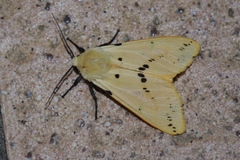 Spilarctia seriatopunctata
