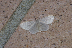 Scopula plumbearia