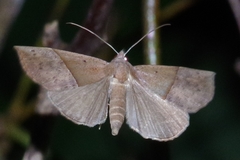 Hypena furva