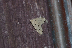 Metaemene atrigutta maculata