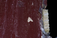 Metaemene atrigutta maculata