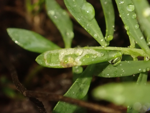 Liriomyza balcanica