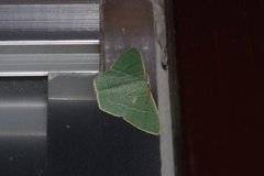 Pelagodes proquadraria