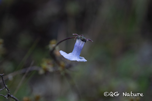 Codonopsis bulleyana, photograph 2