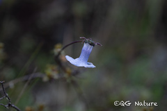 Codonopsis bulleyana, photograph (c) Wang.QG, some rights reserved (CC BY)